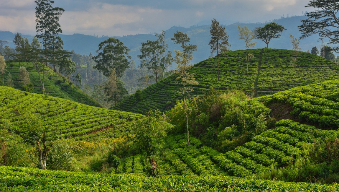 Tea-plantations.