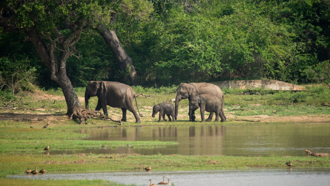 Yala National Park Safari – Wildlife Adventure in Sri Lanka