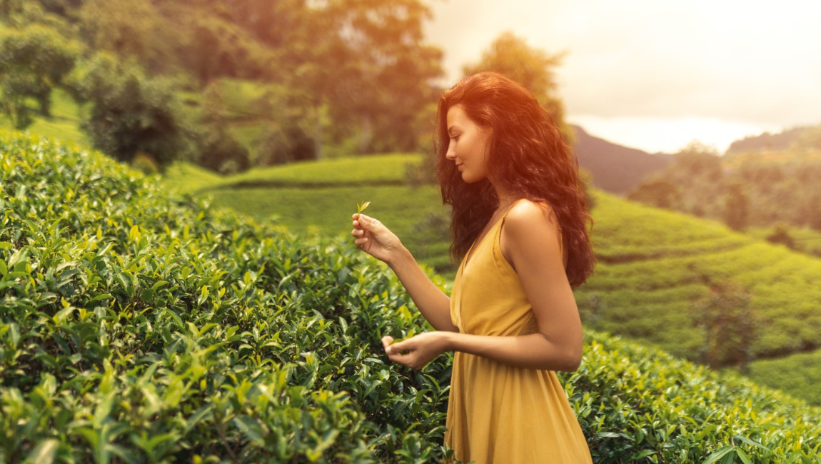 Nuwara-Eliya-Tea-Estate