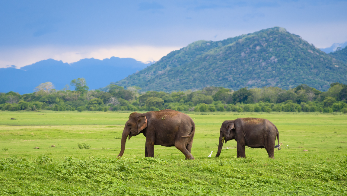 minneriya-asian-elephants