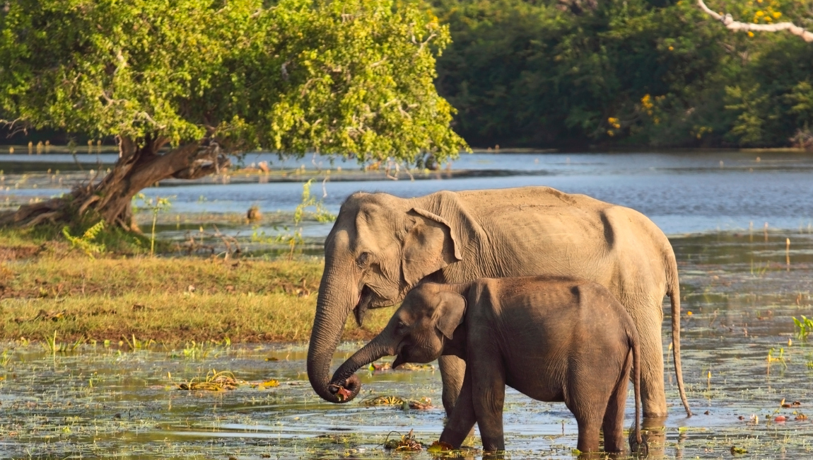 yala elephants